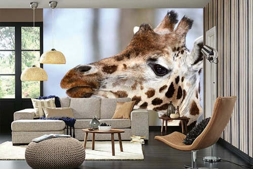 Vlies Fototapete - Baby-Giraffe 375 x 250 cm
